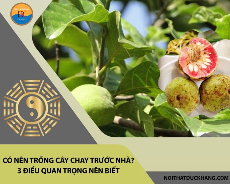 Cây chay cao lớn với tán lá xanh tốt, biểu tượng của sự sinh sôi, phù hợp phong thủy