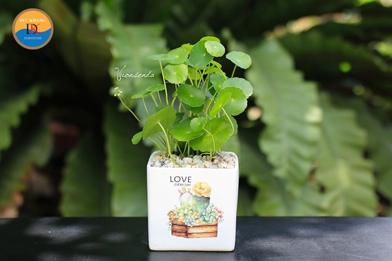 Cây Cỏ Đồng Tiền phù hợp với người tuổi Thìn và tuổi Tỵ