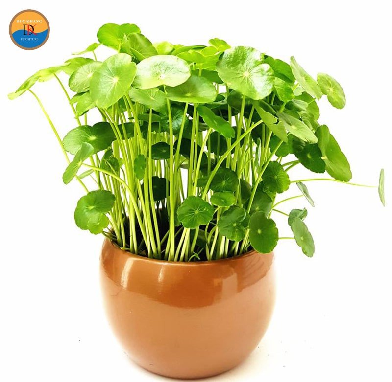 Cây Cỏ Đồng Tiền trang trí nội thất, mang lại không khí trong lành