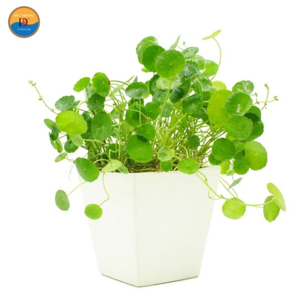 Cây Cỏ Đồng Tiền xanh tươi trong chậu, biểu tượng của sự may mắn
