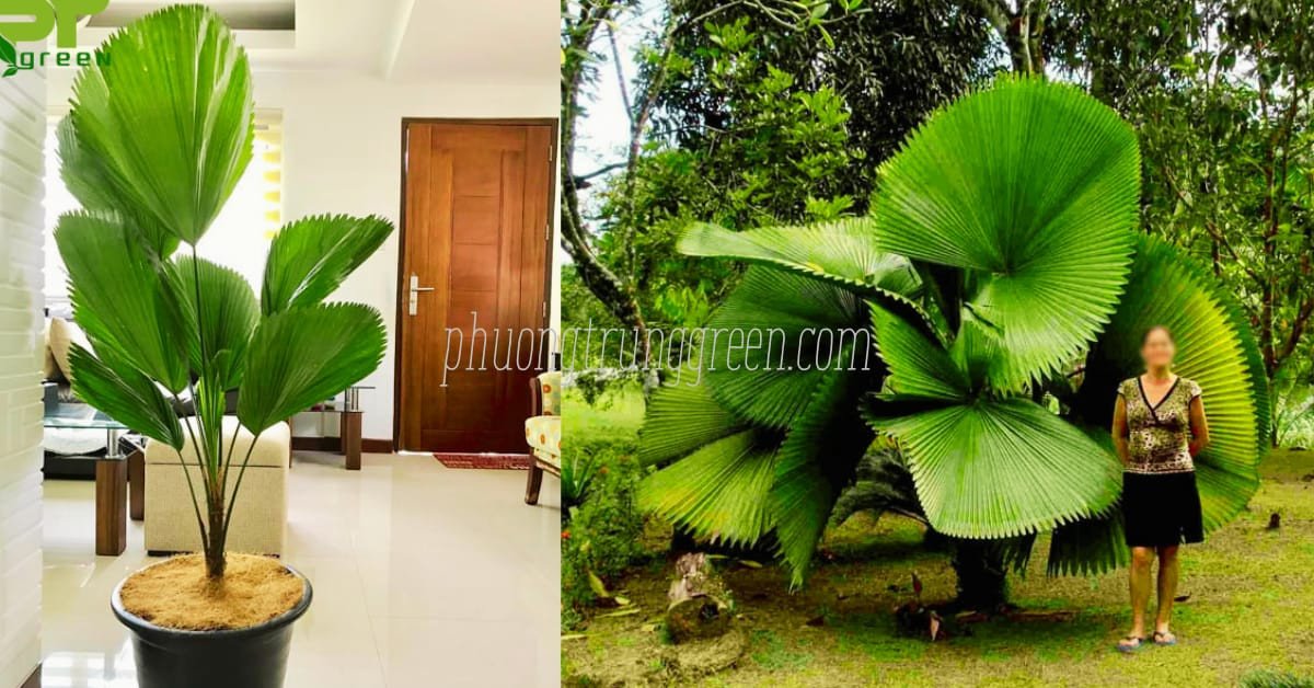 Cây cọ nhật trong chậu trang trí không gian sống, mang lại bầu không khí trong lành và may mắn
