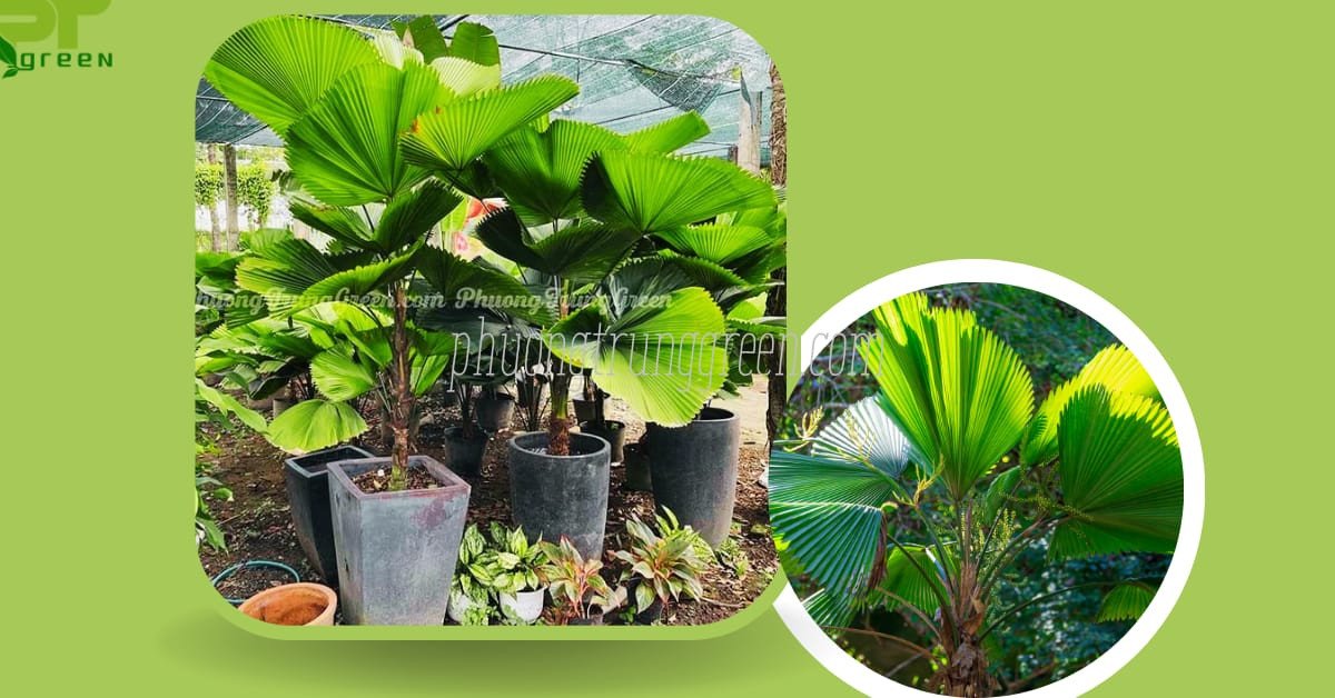 Cây cọ nhật tượng trưng cho phong thủy tốt, thu hút tài lộc và hợp với nhiều bản mệnh