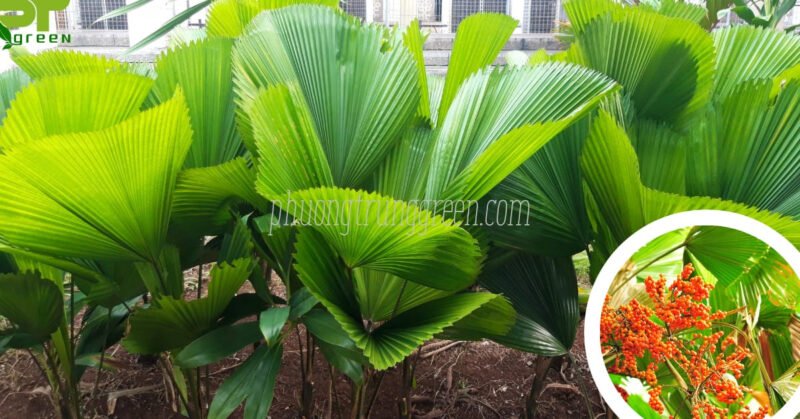 Cây cọ nhật với tán lá xòe rộng, xanh tốt, biểu trưng cho sự sinh trưởng và thịnh vượng