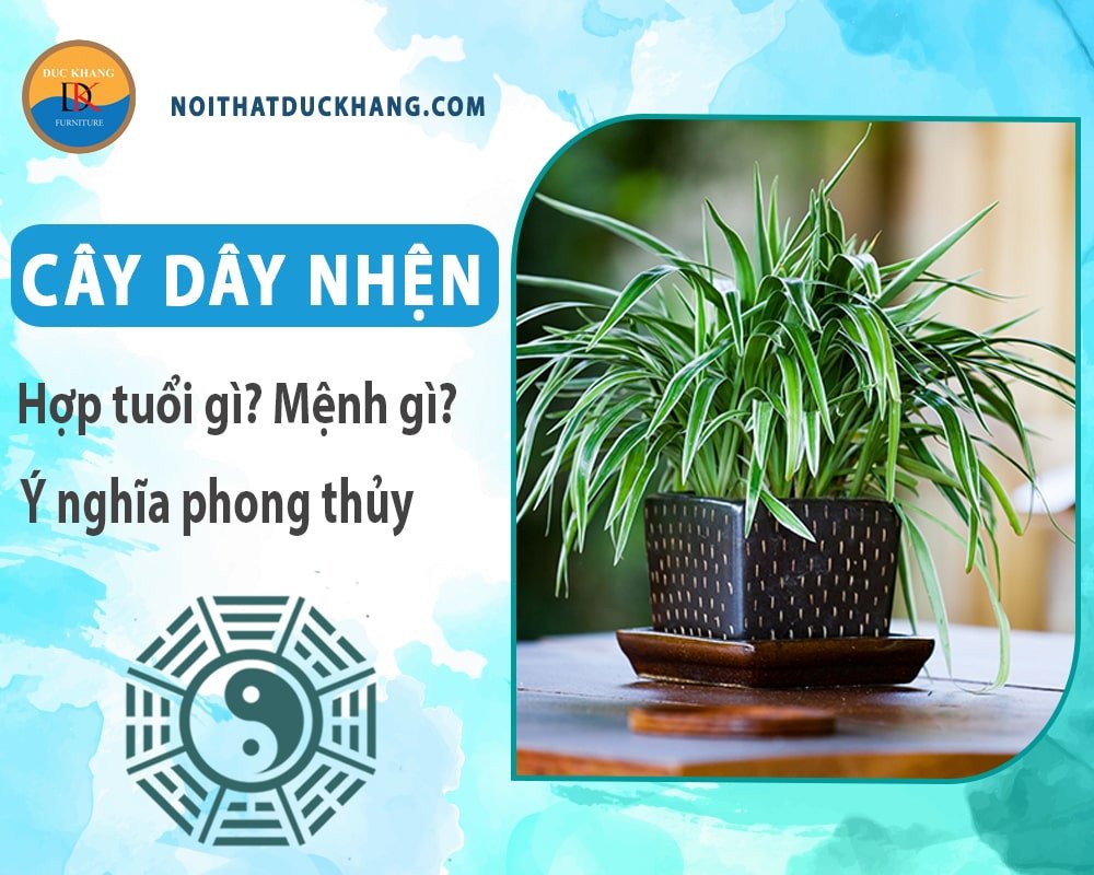 Cây dây nhện bị vàng lá, cần được chăm sóc và phục hồi kịp thời.