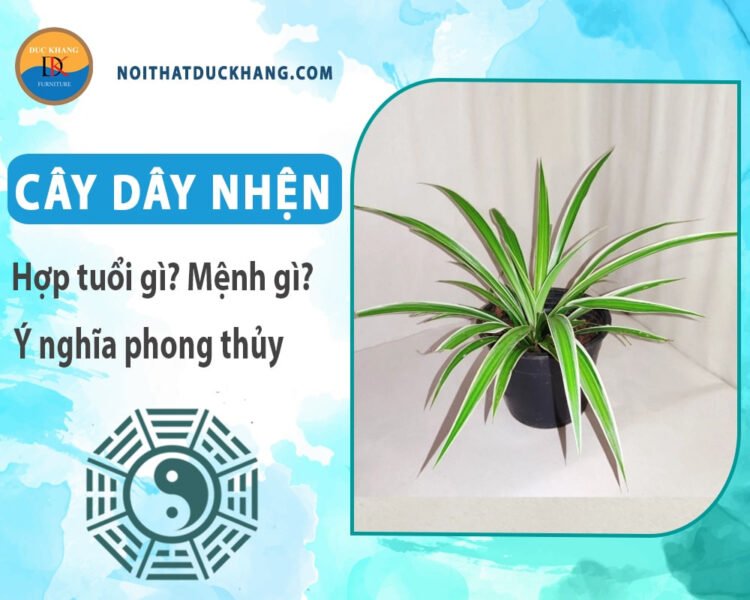 Cây dây nhện (cỏ Lan Chi) với lá xanh và sọc trắng, một loại cây cảnh phong thủy mang lại năng lượng tích cực.