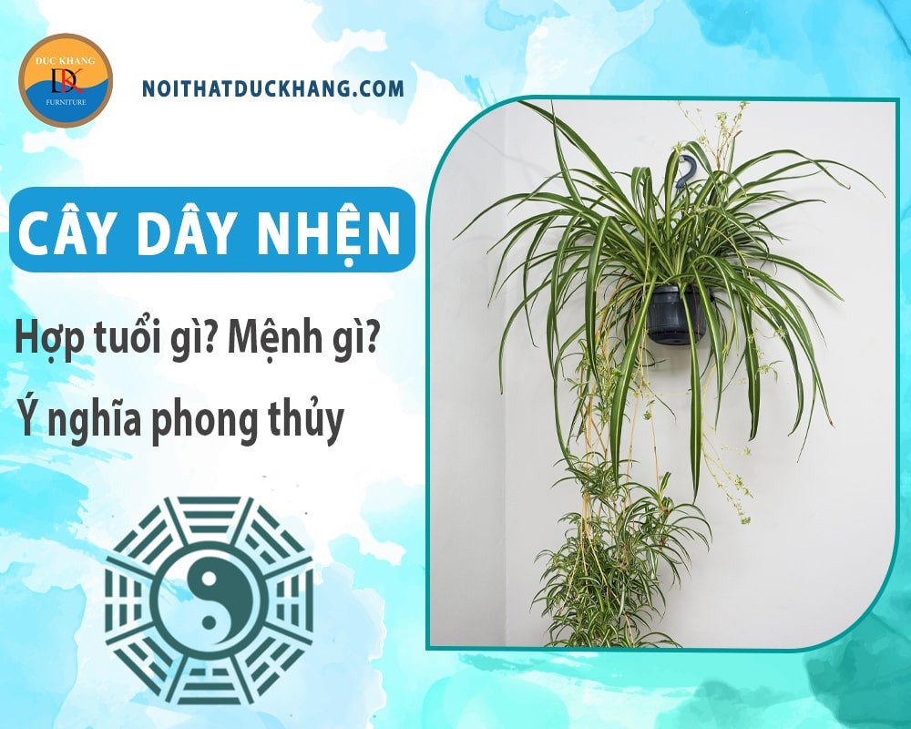 Cây dây nhện được trồng thủy sinh trong bình thủy tinh, một phương pháp chăm sóc độc đáo.