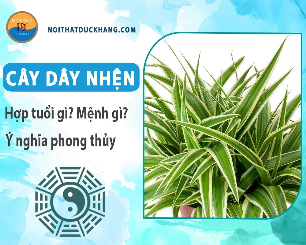 Cây dây nhện được trồng trong nhà, mang lại không gian xanh mát và không khí trong lành.