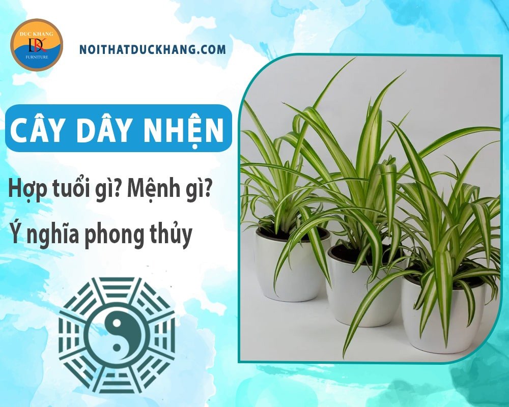 Cây dây nhện với lá xanh sọc trắng, biểu tượng của sự may mắn cho người mệnh Kim và Thủy.