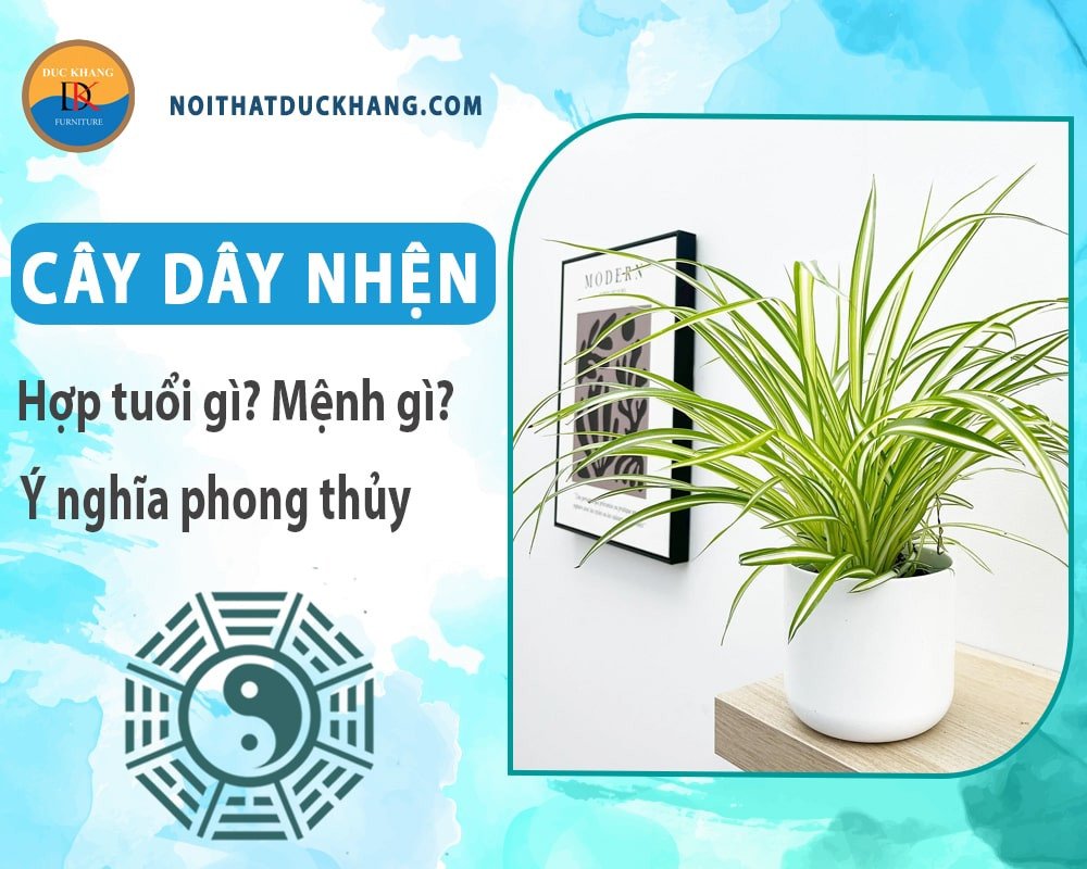 Cây dây nhện với tán lá xanh mướt, tượng trưng cho sự thịnh vượng và may mắn trong phong thủy.