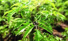 Cây đinh lăng tươi tốt mang lại năng lượng tích cực