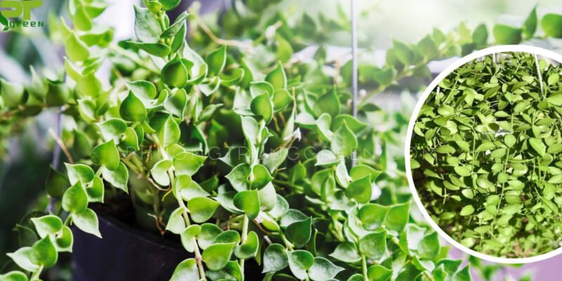 Cây đô la với đặc điểm thân rủ lá xanh mướt, biểu tượng của sự thịnh vượng.