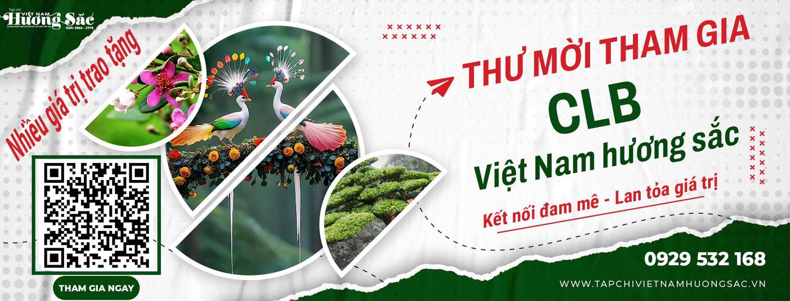 Cây duối bonsai cổ thụ mang lại giá trị thẩm mỹ và phong thủy cao