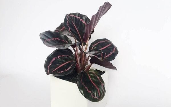 Cây đuôi công hợp mệnh gì theo màu sắc lá