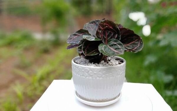 Cây đuôi công xanh tươi, khỏe khoắn