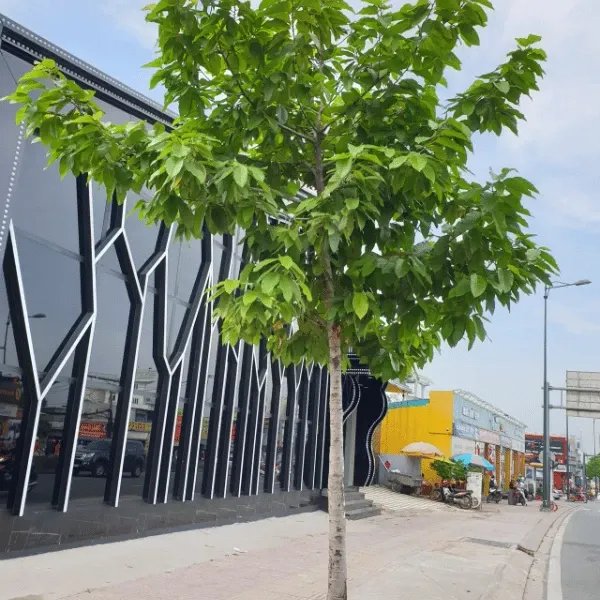 Hình ảnh cây gỗ chiu liu trưởng thành trong môi trường tự nhiên với tán lá xum xuê và thân cây vững chãi