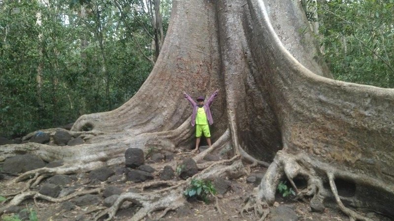 Cây gõ cổ thụ có tán rộng trong rừng tự nhiên