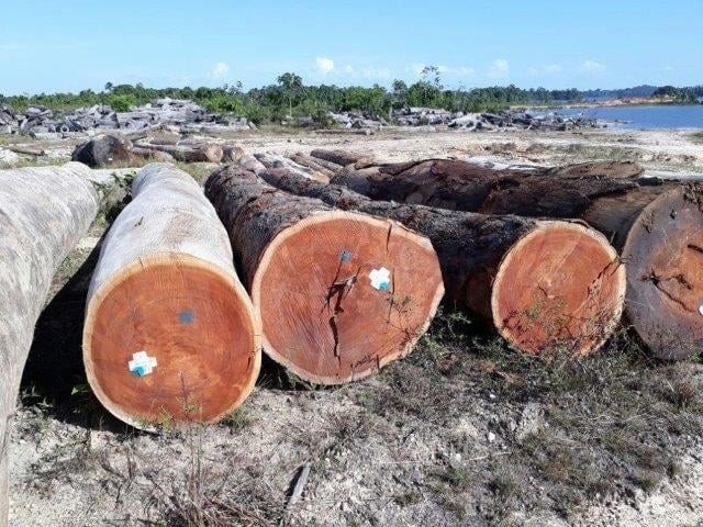 Cây gõ đỏ là loại gỗ quý hiếm