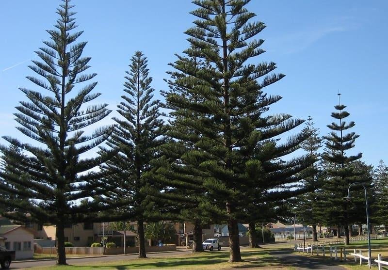 Cây gỗ nhai bách mọc trên vách đá cheo leo thể hiện sức sống mãnh liệt và quý hiếm.