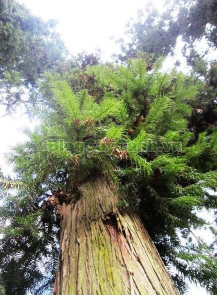 Cây gỗ samu trưởng thành trong rừng tự nhiên