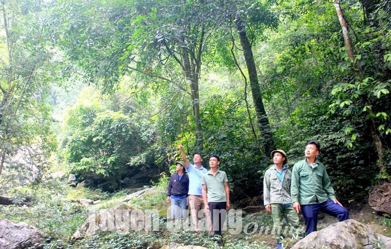 Cây gỗ sao xanh là gỗ gì khi đứng sừng sững trong khu rừng tự nhiên xanh tốt