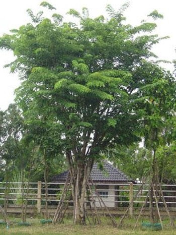 Cây gõ trưởng thành được trồng làm cây xanh đô thị