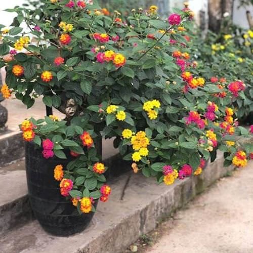 Cây hoa ngũ sắc trồng trong chậu