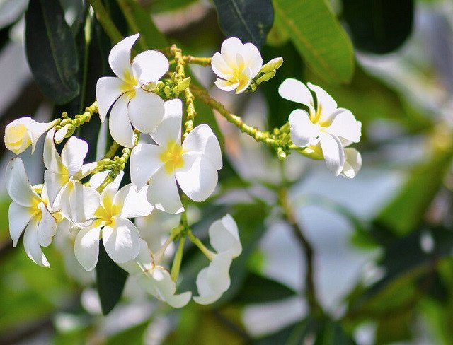 Cây hoa sứ có độc hay không