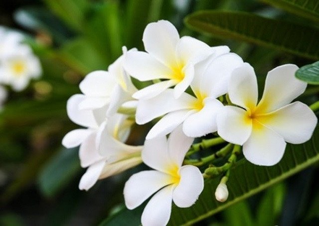 Cây hoa sứ mang ý nghĩa văn hóa sâu sắc