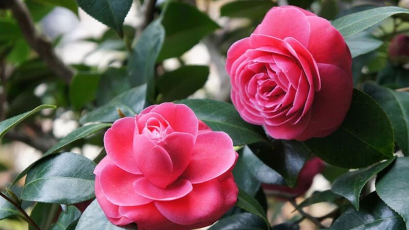 Cây hoa trà với vẻ đẹp đặc trưng và ý nghĩa phong thủy