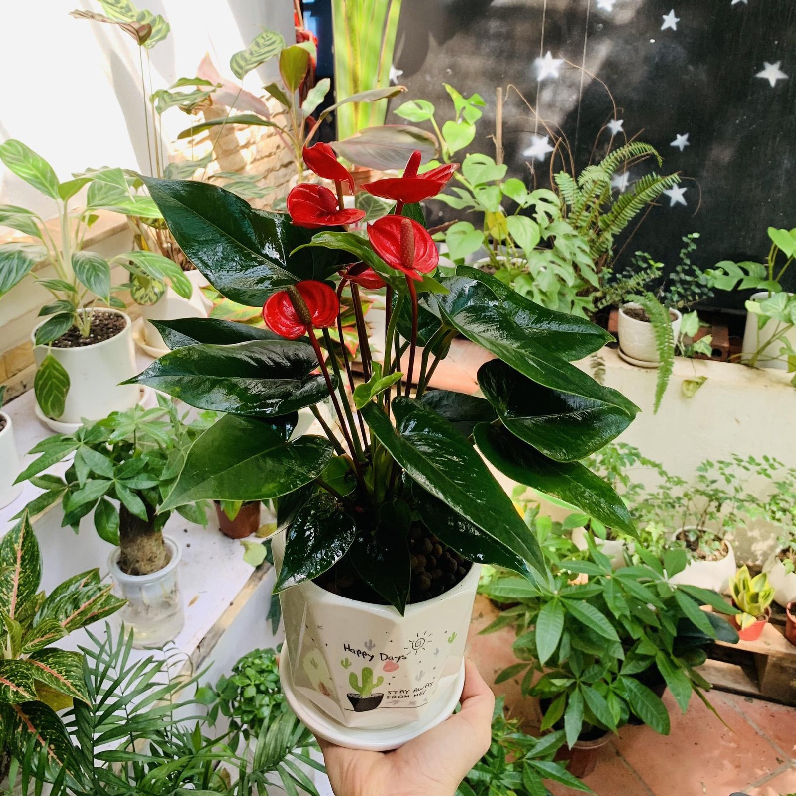 Cây hồng môn chậu cảnh đẹp mắt