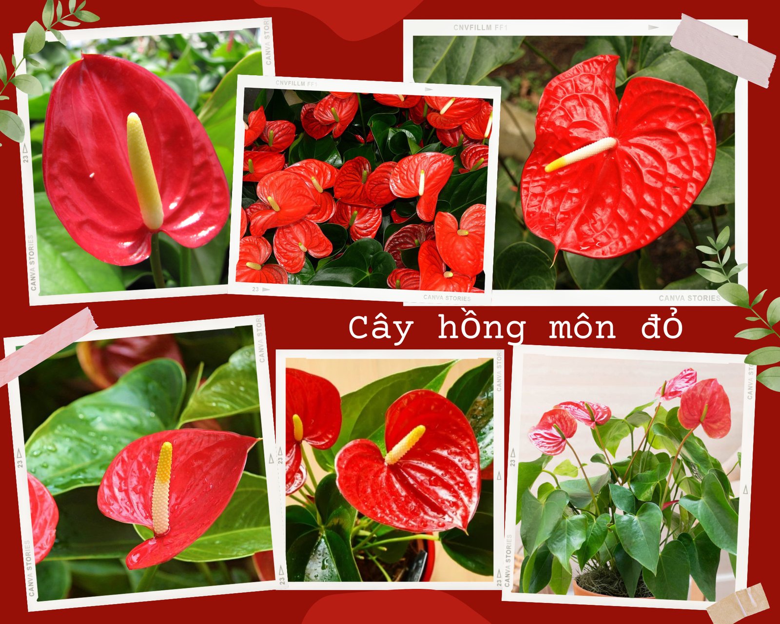 Cây Hồng Môn đỏ rực rỡ, biểu tượng của mệnh Hỏa và Thổ