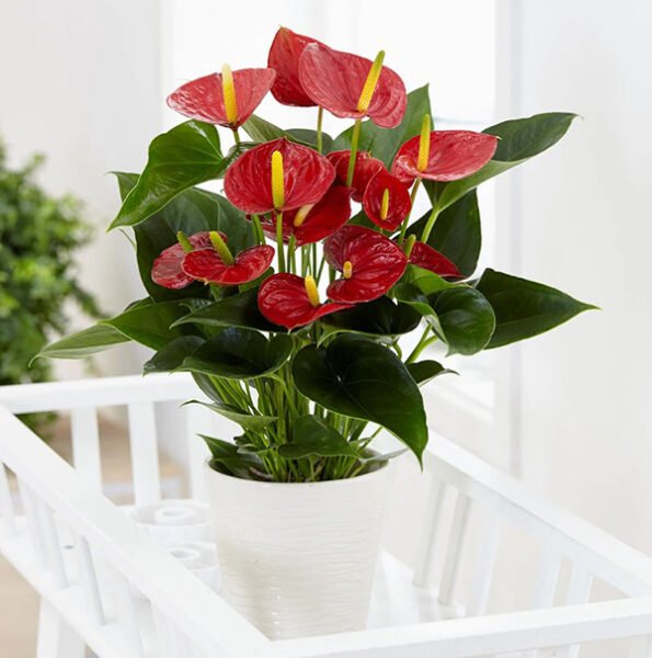 Cây hồng môn đỏ tươi tắn