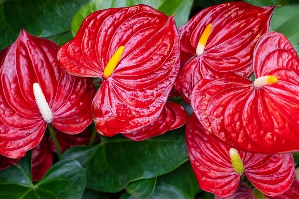 Cây Hồng Môn mang ý nghĩa phong thủy tốt lành cho gia chủ