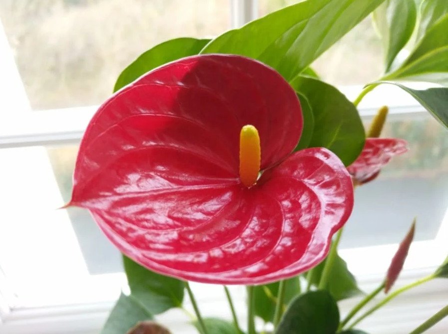 Cây hồng môn trong chậu là quà tặng ý nghĩa