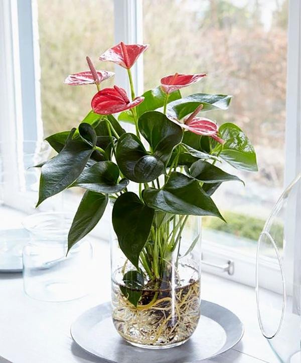 Cây hồng môn trồng thủy sinh mang vẻ đẹp thanh tao