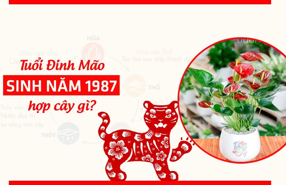 Cây Hồng Môn với hoa đỏ rực rỡ, giúp gia chủ Đinh Mão 1987 tăng vận khí