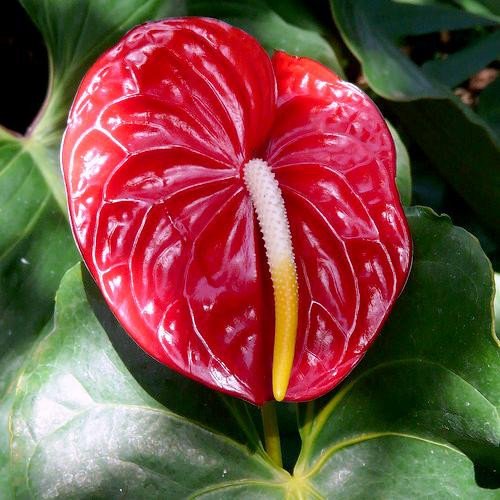 Cây hồng môn với mo hoa hình trái tim và tự dài