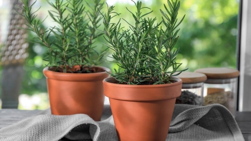 Cây hương thảo héo úa, minh họa những điều cần tránh