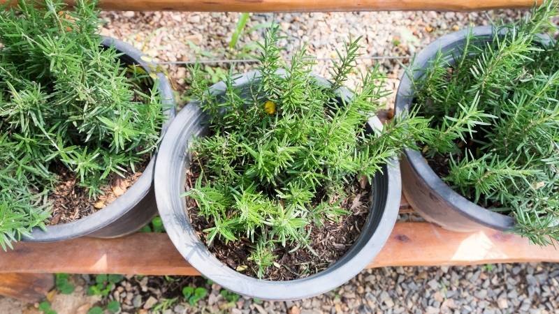 Cây hương thảo trong chậu màu nâu đất, mang lại bình an cho mệnh Thổ