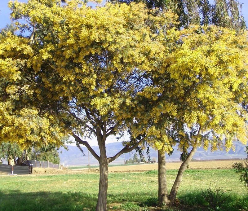 Cây Keo vàng hay Mimosa, phổ biến ở Úc
