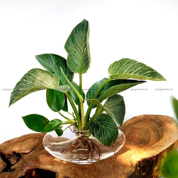 cây kim cương hợp mệnh gì