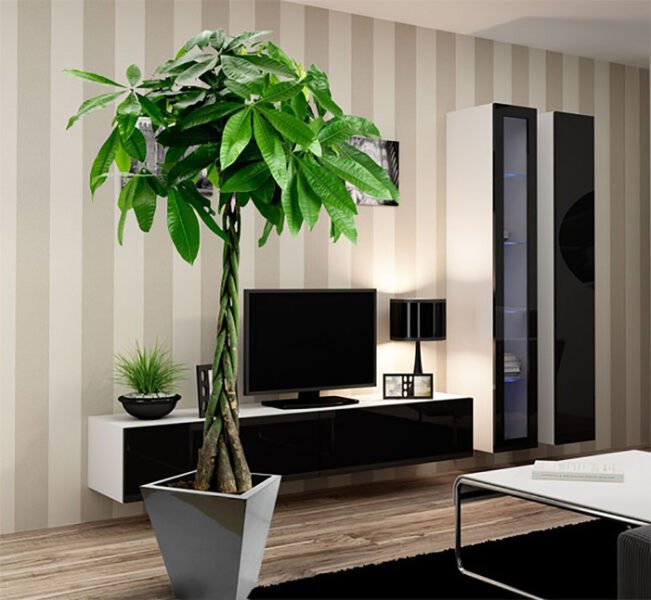 cây kim ngân được nhiều người trồng làm cảnh trong nhà