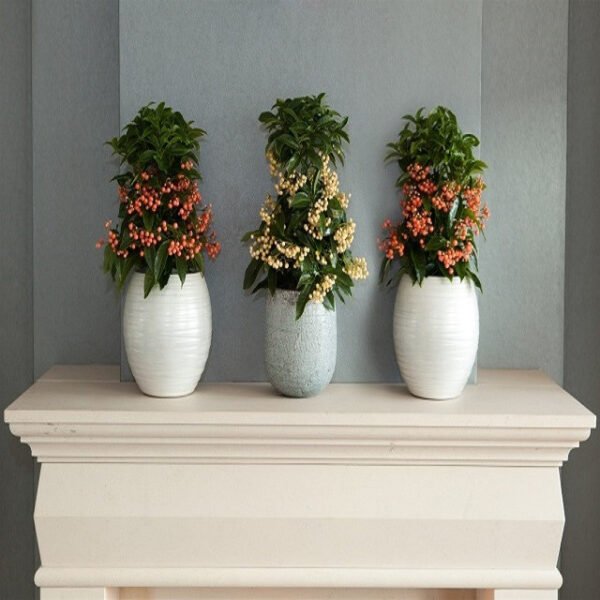 Cây kim ngân lượng phù hợp với không gian gia đình mang lại năng lượng tích cực