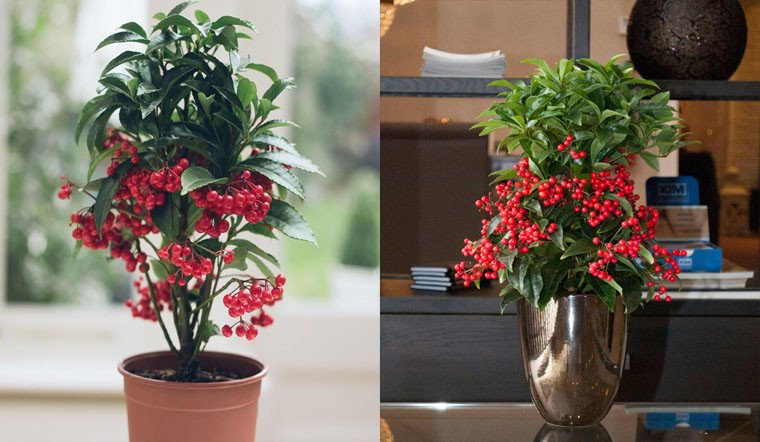 Cây kim ngân lượng trong chậu, cây thân gỗ dạng bụi nhỏ với lá xanh và quả đỏ