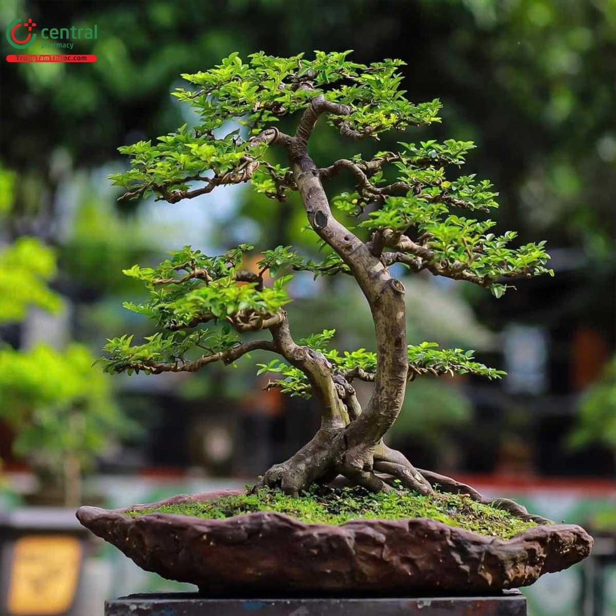 Cây Kim Quýt bonsai đẹp với dáng cổ thụ