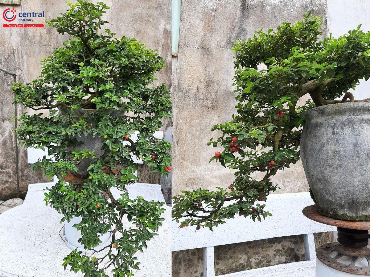 Cây Kim Quýt dáng thác đổ độc đáo