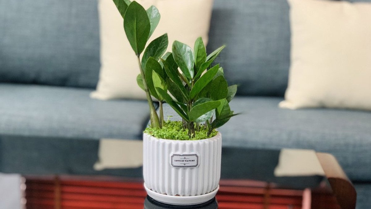 Cây Kim Tiền là lựa chọn phong thủy tốt cho người sinh năm 1992, tượng trưng cho sự thịnh vượng