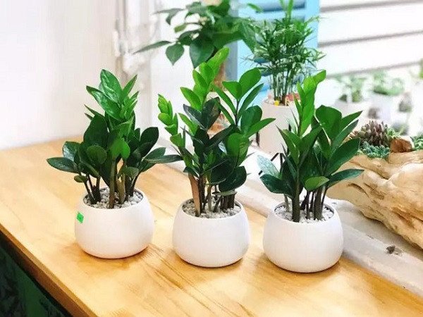 Cây kim tiền lá xanh đối xứng tượng trưng cho tài lộc dồi dào