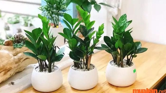 Cây Kim Tiền và Lan Ý là cây phong thủy hợp mệnh Bính Ngọ 1966 mang lại tài lộc