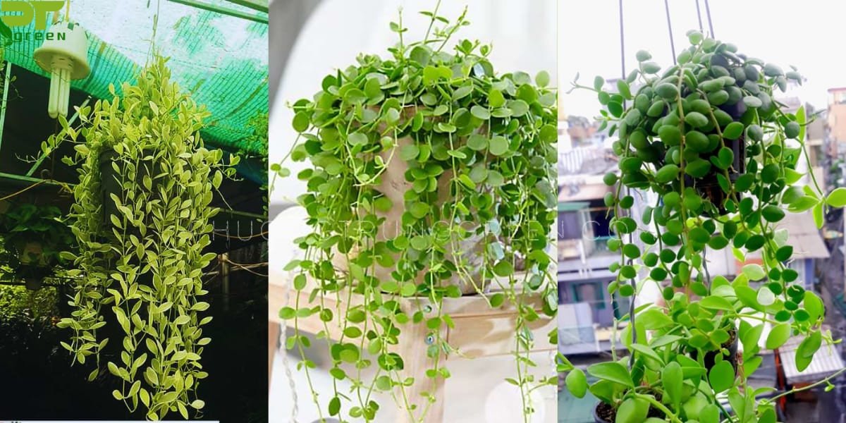 Cây lan đô la trang trí bàn làm việc, mang lại không khí trong lành và may mắn cho gia chủ.